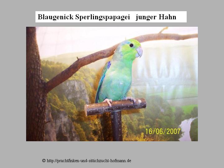 Blaugenick Sperlingspapgei, Forpus Coelestis, Pacific Parrotlet, Lesson